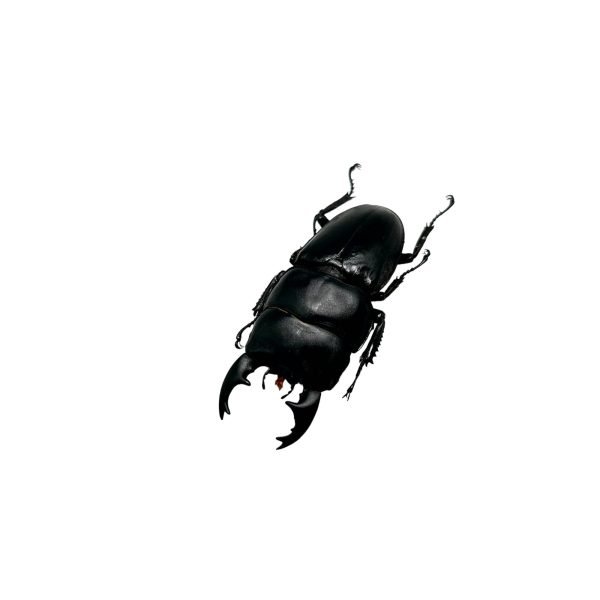 Short Horn Stag Beetle (Dorcus alcides) - TaxidermyArtistry Short Horn Stag Beetle (Dorcus alcides) - TaxidermyArtistry