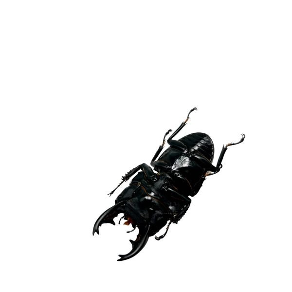 Short Horn Stag Beetle (Dorcus alcides) - TaxidermyArtistry Short Horn Stag Beetle (Dorcus alcides) - TaxidermyArtistry
