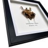 Southeast Asian Dead Leaf Mantis Frame (Deroplatys lobata) - TaxidermyArtistry