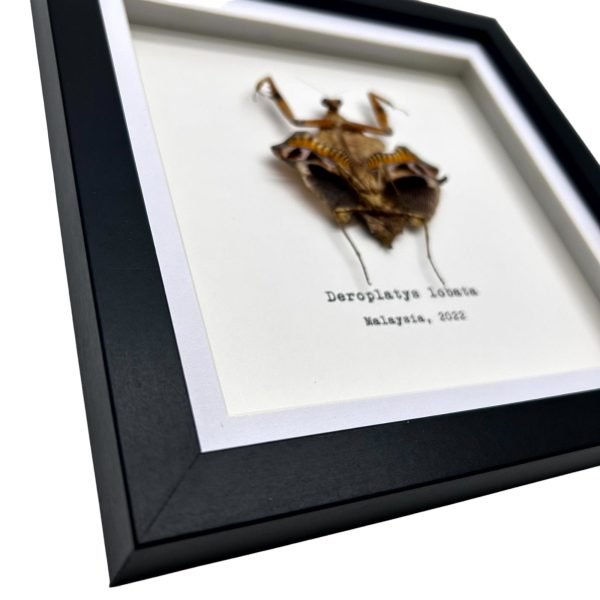 Southeast Asian Dead Leaf Mantis Frame (Deroplatys lobata) - TaxidermyArtistry