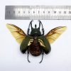(Spread) Atlas Beetle Chalcosoma keyboh - TaxidermyArtistry