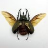 (Spread) Atlas Beetle Chalcosoma keyboh - TaxidermyArtistry
