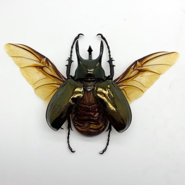 (Spread) Atlas Beetle Chalcosoma keyboh - TaxidermyArtistry