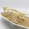 Squirrel Callosciurus notatus FULL SKELETON - TaxidermyArtistry Squirrel Callosciurus notatus FULL SKELETON - TaxidermyArtistry