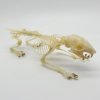 Squirrel Callosciurus notatus FULL SKELETON - TaxidermyArtistry Squirrel Callosciurus notatus FULL SKELETON - TaxidermyArtistry