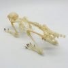 Squirrel Callosciurus notatus FULL SKELETON - TaxidermyArtistry Squirrel Callosciurus notatus FULL SKELETON - TaxidermyArtistry
