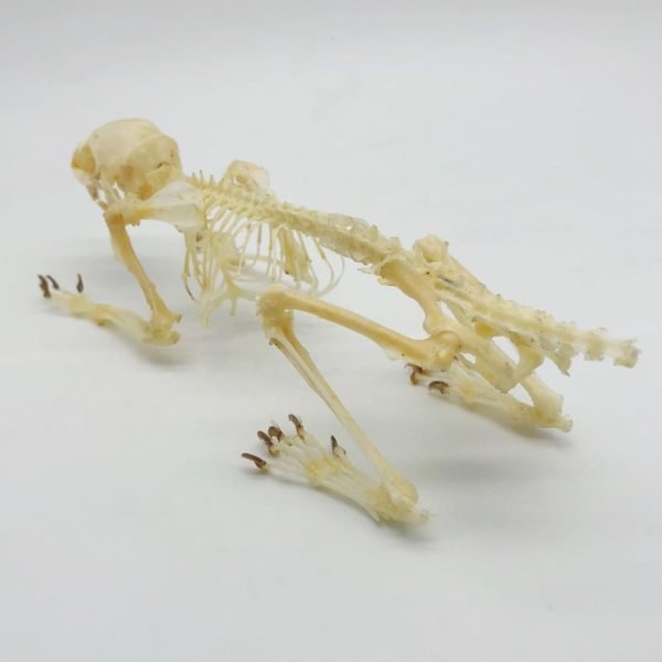 Squirrel Callosciurus notatus FULL SKELETON - TaxidermyArtistry Squirrel Callosciurus notatus FULL SKELETON - TaxidermyArtistry