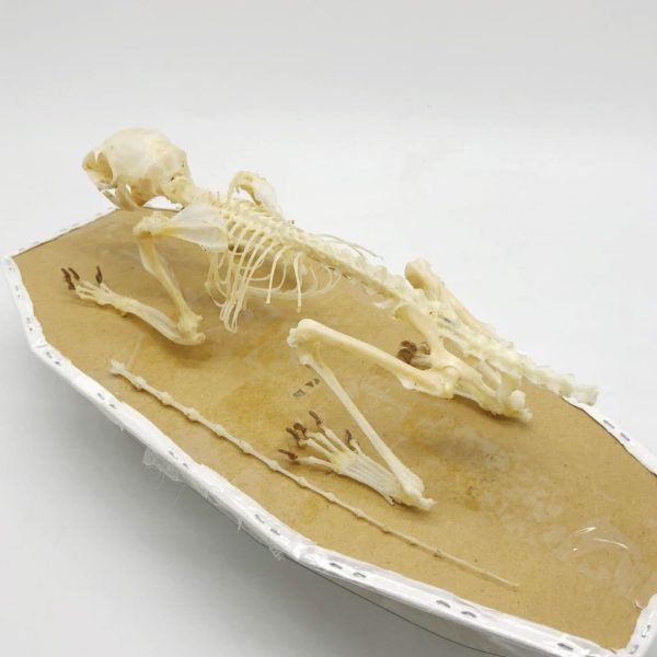 Squirrel Callosciurus notatus FULL SKELETON - TaxidermyArtistry Squirrel Callosciurus notatus FULL SKELETON - TaxidermyArtistry