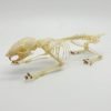 Squirrel Callosciurus notatus FULL SKELETON - TaxidermyArtistry Squirrel Callosciurus notatus FULL SKELETON - TaxidermyArtistry