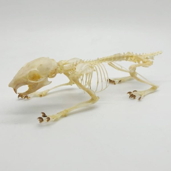 Squirrel Callosciurus notatus FULL SKELETON - TaxidermyArtistry Squirrel Callosciurus notatus FULL SKELETON - TaxidermyArtistry