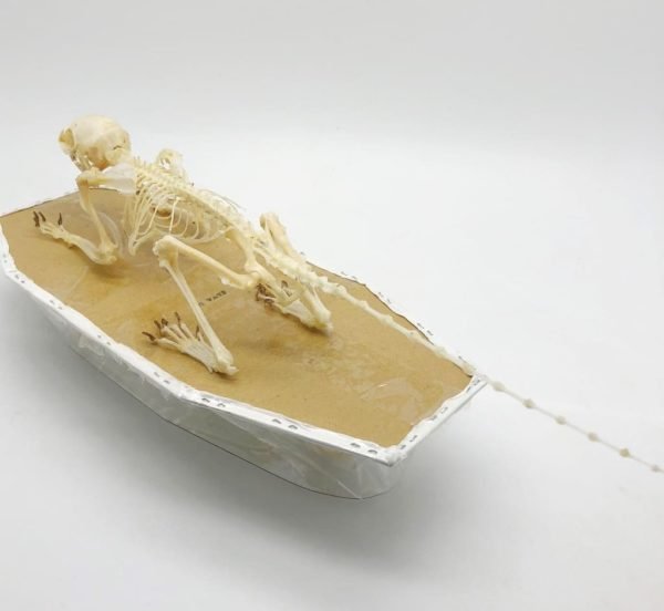 Squirrel Callosciurus notatus FULL SKELETON - TaxidermyArtistry Squirrel Callosciurus notatus FULL SKELETON - TaxidermyArtistry