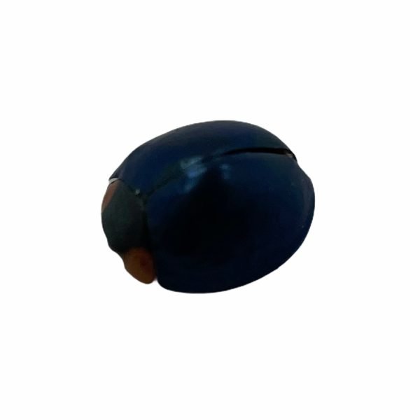 Steelblue Ladybird Bug (Halmus chalybeus) Bug - TaxidermyArtistry Steelblue Ladybird Bug (Halmus chalybeus) Bug - TaxidermyArtistry