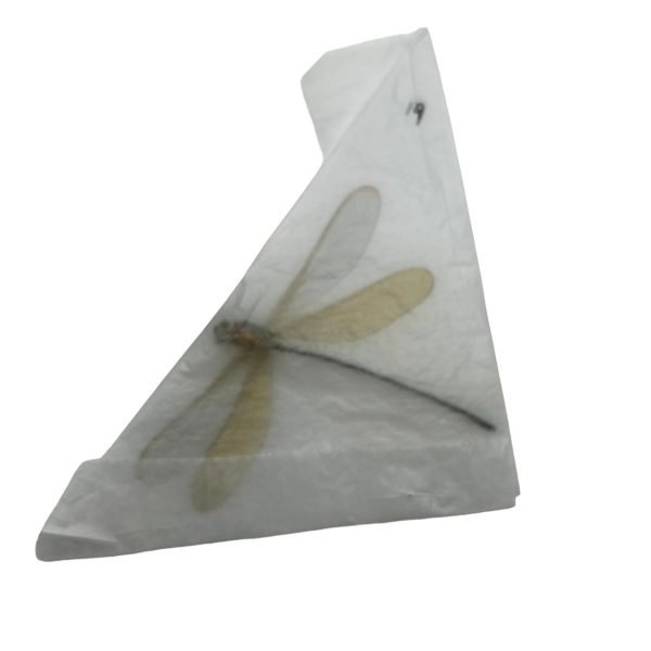 Stream Glory Clear Wing Damselfly (Neurobasis chinensis) (F) - TaxidermyArtistry Stream Glory Clear Wing Damselfly (Neurobasis chinensis) (F) - TaxidermyArtistry