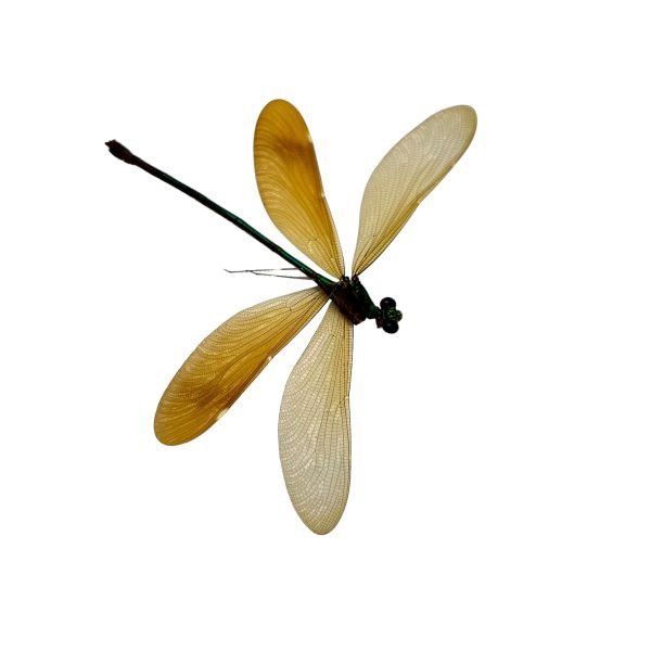 Stream Glory Clear Wing Damselfly (Neurobasis chinensis) (F) - TaxidermyArtistry Stream Glory Clear Wing Damselfly (Neurobasis chinensis) (F) - TaxidermyArtistry