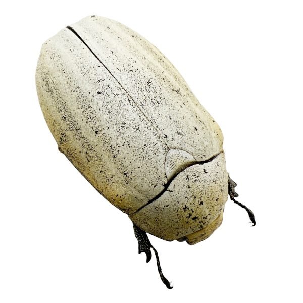 Sugarcane White Grub (Lepidiota stigma) Entomology - TaxidermyArtistry