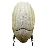 Sugarcane White Grub (Lepidiota stigma) Entomology - TaxidermyArtistry