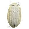 Sugarcane White Grub (Lepidiota stigma) Entomology - TaxidermyArtistry
