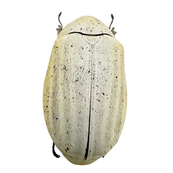 Sugarcane White Grub (Lepidiota stigma) Entomology - TaxidermyArtistry