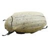 Sugarcane White Grub (Lepidiota stigma) Entomology - TaxidermyArtistry