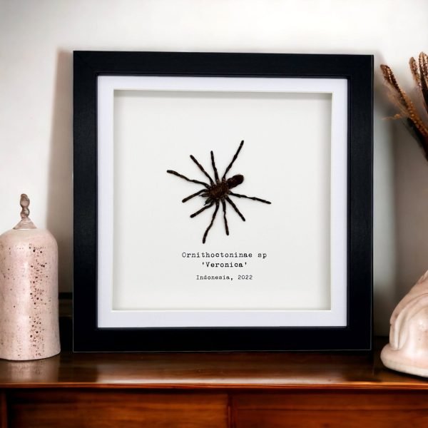 Sumatran-Tiger Tarantula Spider Frame (Ornithoctoninae sp 'Veronica') - TaxidermyArtistry Sumatran-Tiger Tarantula Spider Frame (Ornithoctoninae sp 'Veronica') - TaxidermyArtistry