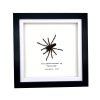 Sumatran-Tiger Tarantula Spider Frame (Ornithoctoninae sp 'Veronica') - TaxidermyArtistry Sumatran-Tiger Tarantula Spider Frame (Ornithoctoninae sp 'Veronica') - TaxidermyArtistry