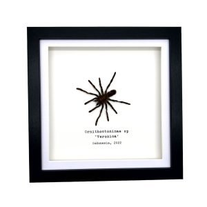 Sumatran-Tiger Tarantula Spider Frame (Ornithoctoninae sp 'Veronica') - TaxidermyArtistry Sumatran-Tiger Tarantula Spider Frame (Ornithoctoninae sp 'Veronica') - TaxidermyArtistry