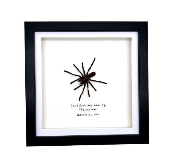 Sumatran-Tiger Tarantula Spider Frame (Ornithoctoninae sp 'Veronica') - TaxidermyArtistry Sumatran-Tiger Tarantula Spider Frame (Ornithoctoninae sp 'Veronica') - TaxidermyArtistry