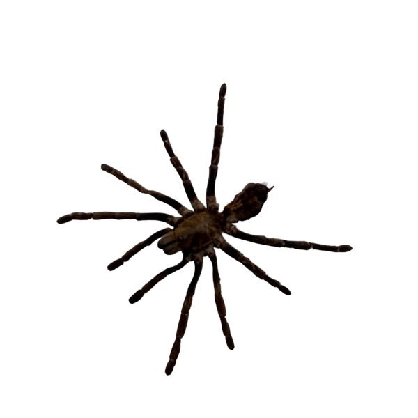 Sumatran-Tiger Tarantula Spider (Ornithoctoninae sp 'Veronica') - TaxidermyArtistry Sumatran-Tiger Tarantula Spider (Ornithoctoninae sp 'Veronica') - TaxidermyArtistry