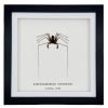 Tailless Whip Scorpion (Acanthophrynus coronatus) Framed Specimen - TaxidermyArtistry Tailless Whip Scorpion (Acanthophrynus coronatus) Framed Specimen - TaxidermyArtistry