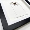Tailless Whip Scorpion (Acanthophrynus coronatus) Framed Specimen - TaxidermyArtistry Tailless Whip Scorpion (Acanthophrynus coronatus) Framed Specimen - TaxidermyArtistry