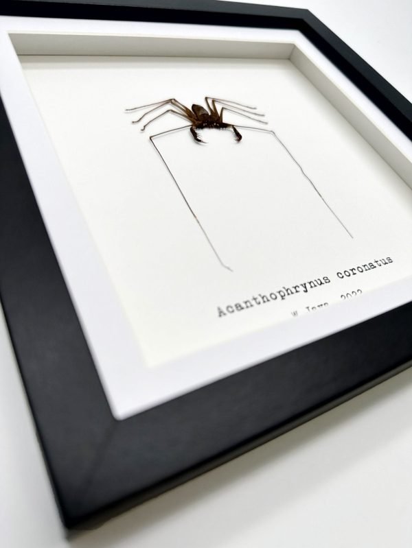 Tailless Whip Scorpion (Acanthophrynus coronatus) Framed Specimen - TaxidermyArtistry Tailless Whip Scorpion (Acanthophrynus coronatus) Framed Specimen - TaxidermyArtistry