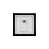 Tailless Whip Scorpion (Acanthophrynus coronatus) Framed Specimen - TaxidermyArtistry Tailless Whip Scorpion (Acanthophrynus coronatus) Framed Specimen - TaxidermyArtistry
