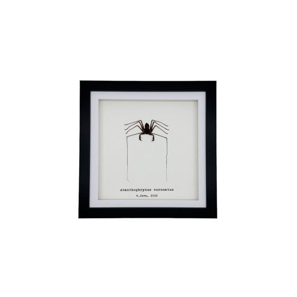 Tailless Whip Scorpion (Acanthophrynus coronatus) Framed Specimen - TaxidermyArtistry Tailless Whip Scorpion (Acanthophrynus coronatus) Framed Specimen - TaxidermyArtistry