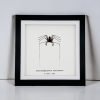 Tailless Whip Scorpion (Acanthophrynus coronatus) Framed Specimen - TaxidermyArtistry Tailless Whip Scorpion (Acanthophrynus coronatus) Framed Specimen - TaxidermyArtistry