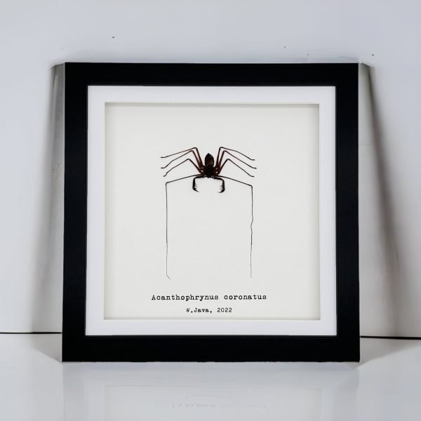 Tailless Whip Scorpion (Acanthophrynus coronatus) Framed Specimen - TaxidermyArtistry Tailless Whip Scorpion (Acanthophrynus coronatus) Framed Specimen - TaxidermyArtistry