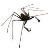 Tailless Whip Scorpion (Acanthophrynus coronatus) Specimen - TaxidermyArtistry Tailless Whip Scorpion (Acanthophrynus coronatus) Specimen - TaxidermyArtistry
