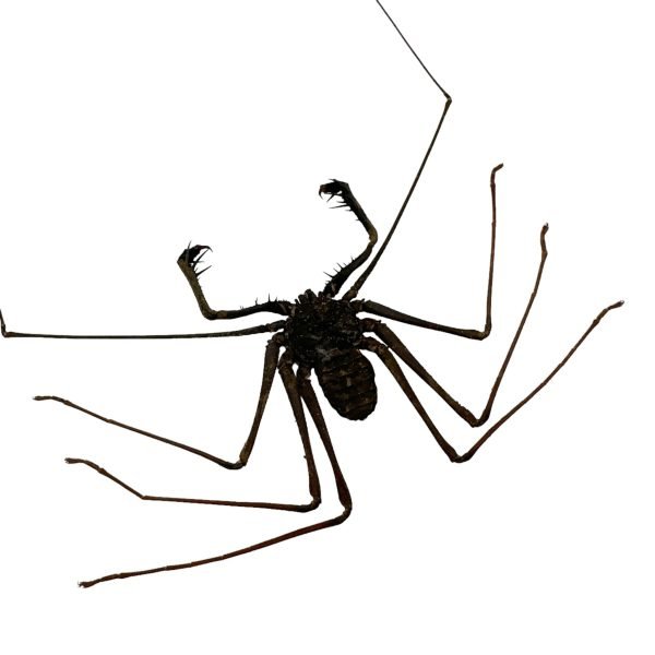 Tailless Whip Scorpion (Acanthophrynus coronatus) Specimen - TaxidermyArtistry Tailless Whip Scorpion (Acanthophrynus coronatus) Specimen - TaxidermyArtistry