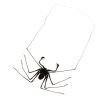 Tailless Whip Scorpion (Acanthophrynus coronatus) Specimen - TaxidermyArtistry Tailless Whip Scorpion (Acanthophrynus coronatus) Specimen - TaxidermyArtistry