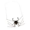 Tailless Whip Scorpion (Acanthophrynus coronatus) Specimen - TaxidermyArtistry Tailless Whip Scorpion (Acanthophrynus coronatus) Specimen - TaxidermyArtistry