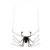 Tailless Whip Scorpion (Acanthophrynus coronatus) Specimen - TaxidermyArtistry Tailless Whip Scorpion (Acanthophrynus coronatus) Specimen - TaxidermyArtistry