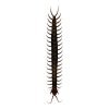 Tanzanian blue ringleg or red-headed centipede (scolopendra morsitans) - TaxidermyArtistry