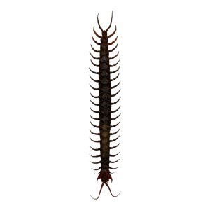 Tanzanian blue ringleg or red-headed centipede (scolopendra morsitans) - TaxidermyArtistry
