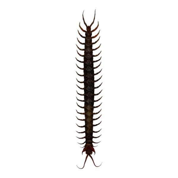 Tanzanian blue ringleg or red-headed centipede (scolopendra morsitans) - TaxidermyArtistry