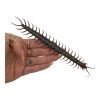Tanzanian blue ringleg or red-headed centipede (scolopendra morsitans) - TaxidermyArtistry