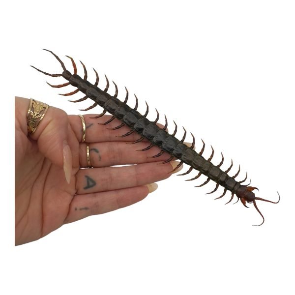 Tanzanian blue ringleg or red-headed centipede (scolopendra morsitans) - TaxidermyArtistry