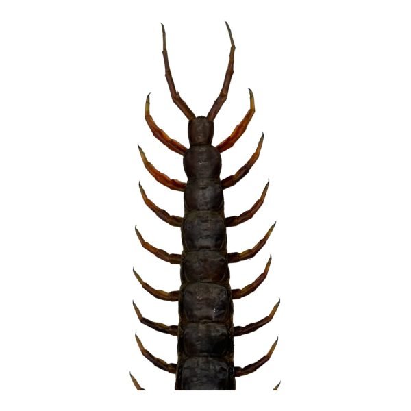 Tanzanian blue ringleg or red-headed centipede (scolopendra morsitans) - TaxidermyArtistry