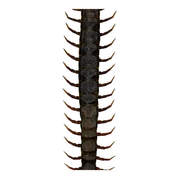 Tanzanian blue ringleg or red-headed centipede (scolopendra morsitans) - TaxidermyArtistry