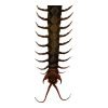 Tanzanian blue ringleg or red-headed centipede (scolopendra morsitans) - TaxidermyArtistry