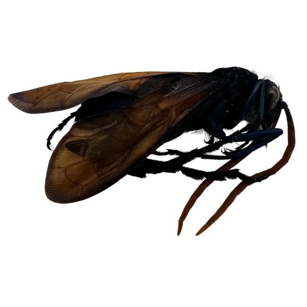 Tarantula HAWK Wasp (Pepsis heros) Insect - TaxidermyArtistry Tarantula HAWK Wasp (Pepsis heros) Insect - TaxidermyArtistry