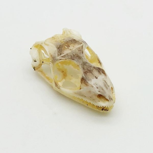 Taxidermy Skull Many-striped Skink Eutropis multifasciata - TaxidermyArtistry Taxidermy Skull Many-striped Skink Eutropis multifasciata - TaxidermyArtistry